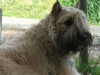 lola-resting.jpg