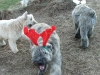 reindeer-sighting