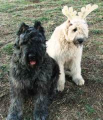 belle-and-hefella.jpg
