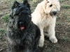belle-and-hefella.jpg