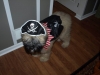 Moose the Pirate