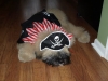 Moose the Pirate (